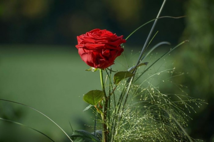 foto bunga mawar ungu